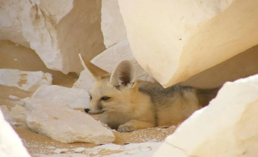 Siwa Between Sand and Sky